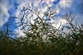 Ripe seeds of rape. Field of green ripeness oilseed isolated on a cloudy blue sky in summer time (Brassica napus) Royalty Free Stock Photo