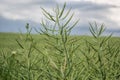 Ripe seeds of rape. Field of green ripeness oilseed isolated on a cloudy blue sky in summer time (Brassica napus) Royalty Free Stock Photo