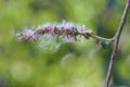 Ripe seeds of a white willow tree (Salix alba), silky hairs aids the flight and dispersal in the wind,