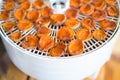 Ripe segments of ripe apricots are dried in an electric dryer to preserve vitamins Royalty Free Stock Photo