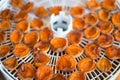 Ripe segments of ripe apricots are dried in an electric dryer to preserve vitamins Royalty Free Stock Photo