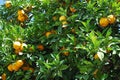 Ripe Seville oranges on a tree. Royalty Free Stock Photo