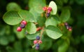 Ripe shadberry berries on branch in the garden, from above