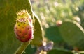 Ripe Sicilian prickly pears illuminated by the sun, Sicily, Italy