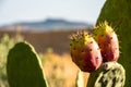 Ripe Sicilian prickly pears illuminated by the sun, Sicily, Italy