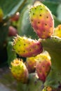 Ripe Sicilian prickly pears illuminated by the sun, Sicily, Italy