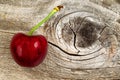 Ripe single black cherry aged wood Royalty Free Stock Photo