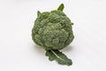 Ripe single broccoli. Fresh whole head of cabbage, green leaves. on white background