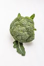 Ripe single broccoli. Fresh whole head of cabbage, green leaves. on white background