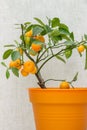 Ripe small orange fruits of indoor growing citrus plant Calamondin Citrofortunella microcarpa, Citrus madurensis. Close-up with