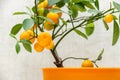 Ripe small orange fruits of indoor growing citrus plant Calamondin Citrofortunella microcarpa, Citrus madurensis. Close-up with