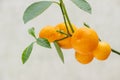 Ripe small orange fruits of indoor growing citrus plant Calamondin Citrofortunella microcarpa, Citrus madurensis. Close-up with