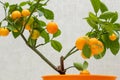 Ripe small orange fruits of indoor growing citrus plant Calamondin Citrofortunella microcarpa, Citrus madurensis. Close-up with