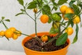 Ripe small orange fruits of indoor growing citrus plant Calamondin Citrofortunella microcarpa, Citrus madurensis. Close-up with