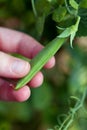 Ripe snap pea plant ready for picking