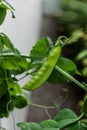 Ripe snap peas ready to be eaten..