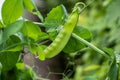 Ripe snap peas ready to be eaten..