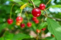 Ripe sour cherries. Royalty Free Stock Photo