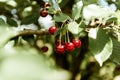 Ripe sour cherries hanging on a tree branch, cherry tree in orchard Royalty Free Stock Photo