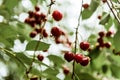 Ripe sour cherries hanging on a tree branch after rain Royalty Free Stock Photo