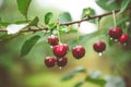 Ripe sour cherries hanging on a tree branch after rain Royalty Free Stock Photo