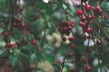 Ripe sour cherries hanging on a tree branch after rain Royalty Free Stock Photo