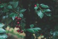 Ripe sour cherries hanging on a tree branch after rain Royalty Free Stock Photo