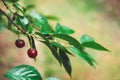 Ripe sour cherries hanging on a tree branch after rain Royalty Free Stock Photo