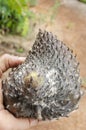 Ripe Soursop Covered With Fungi