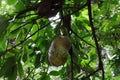 A ripe Soursop fruit eaten by the wild animals before fruit harvest it from the tree