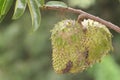 Ripe soursop fruit that is ready to be harvested.