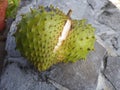 Ripe soursop fruit, a typical tropical country fruit, is very delicious.