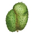 Ripe soursop fruit on white background. Guyabano watercolor illustration. Royalty Free Stock Photo