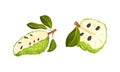 Ripe soursop or guanabana fruit set. Exotic ripe green tropical fruit with white pulp and black seeds vector Royalty Free Stock Photo