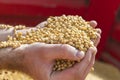 Ripe soya bean seed in hands of farmer