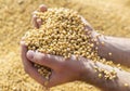 Ripe soya bean seed in hands of farmer