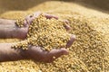 Ripe soya bean seed in hands of farmer