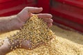 Ripe soya bean seed in hands of farmer