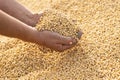 Ripe soya bean seed in hands of farmer