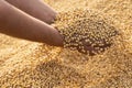 Ripe soya bean seed in hands of farmer