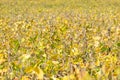 Ripe soybean field