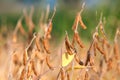 Ripe soybean plant