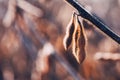 Ripe soybean plant in field with pods ready for harvest Royalty Free Stock Photo