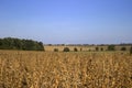 Ripe soybean pods hanging in the field, soon harvest, autumn Royalty Free Stock Photo