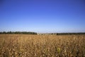 Ripe soybean pods hanging in the field, soon harvest, autumn Royalty Free Stock Photo