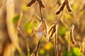 Ripe soybeans close-up. Soy pods close-up. Soybean harvest