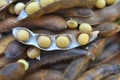 Ripe soybeans with pods