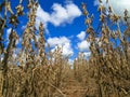 Ripe soybeans