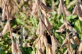 Ripe Soybeans on the Stalk