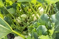 Ripe spaghetti squash in the garden waiting to be harvested Royalty Free Stock Photo